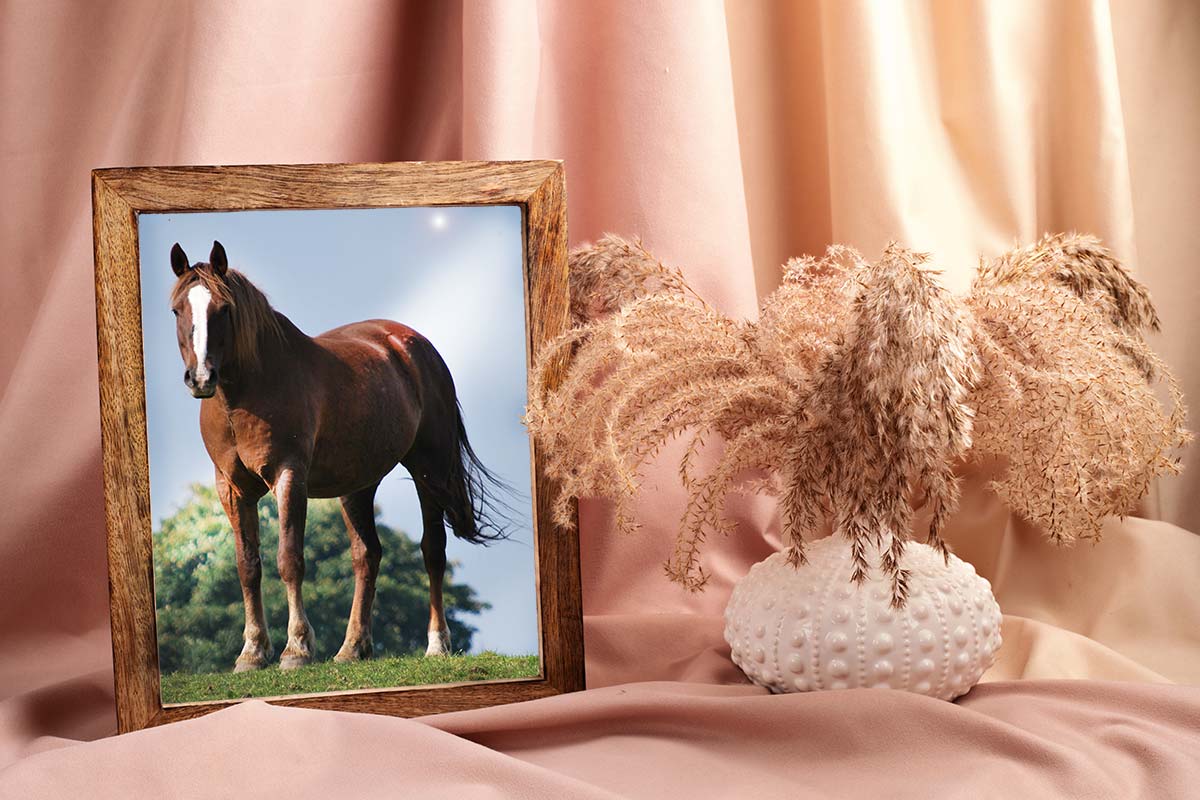 A photo of a horse in a frame from Photoshop
